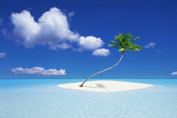 A lonely palm tree on a sandy island