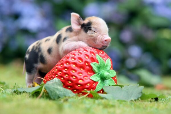 Das Schwein umarmt und freut sich über Erdbeeren