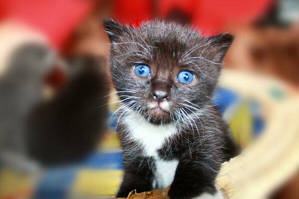 Beau chaton aux yeux bleus