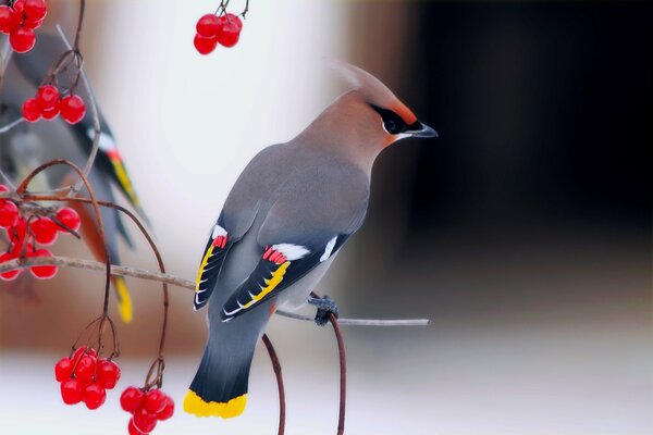 Waxwing su un ramo con viburno maturo