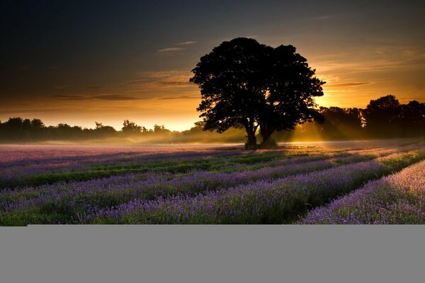 Sunrise on the lavender field