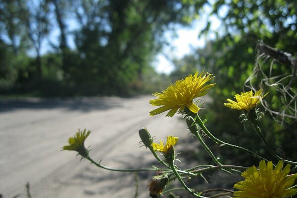 Macro disparo de flores amarillas en el lado de la carretera