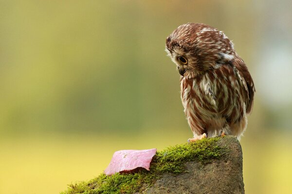 The owl sits on a stump and watches the leaf