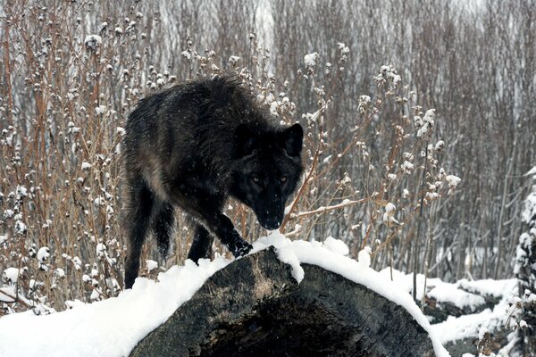 A wolf on a log in a snowy forest