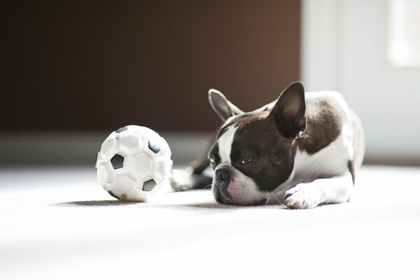 Mops will Ball spielen