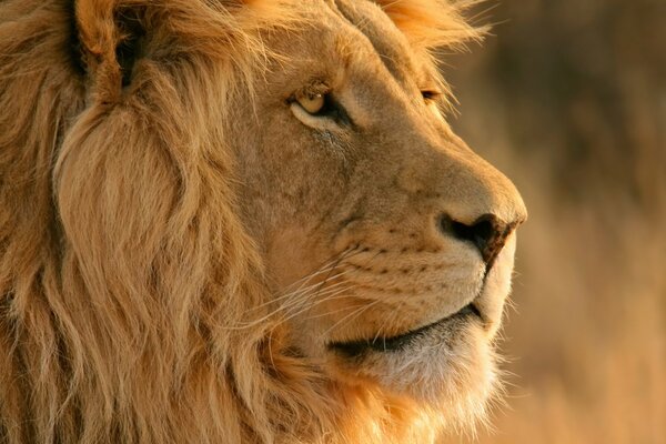 La mirada seria de un León en el desierto