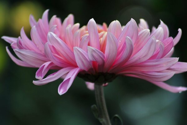 Flor de crisantemo rosa en verano