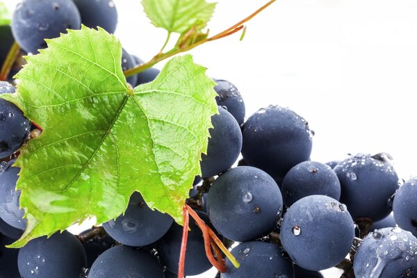 Grapes with water drops covered with a leaf