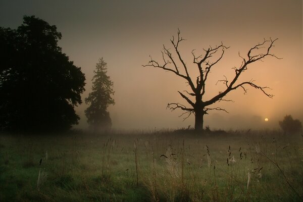 Ébène sans feuilles dans le brouillard du soir