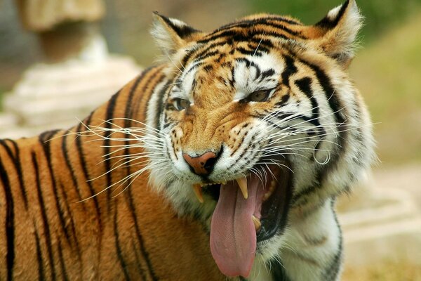 The tiger stuck out his tongue and shows his teeth