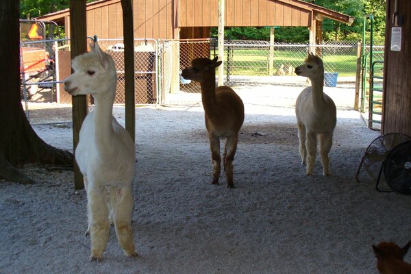 Three alpacas are looking in the same direction