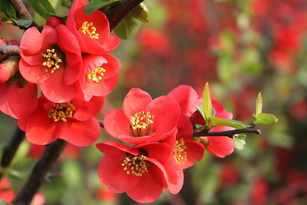 Flores rojas de primavera con hojas