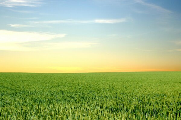 Cielo. Horizonte. Prado. Naturaleza