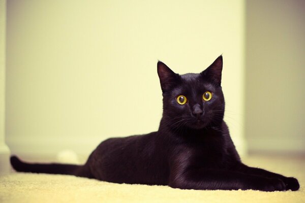 Gato negro acostado con ojos redondos