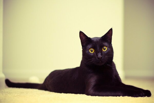 Чёрный кот лежащий с круглыми глазами