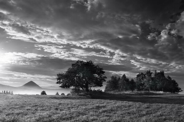 Fotografía en blanco y negro de un árbol en la niebla