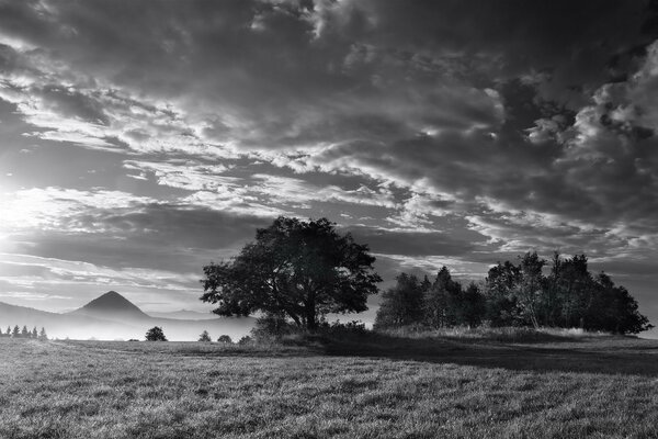 Foto in bianco e nero di un albero nella nebbia