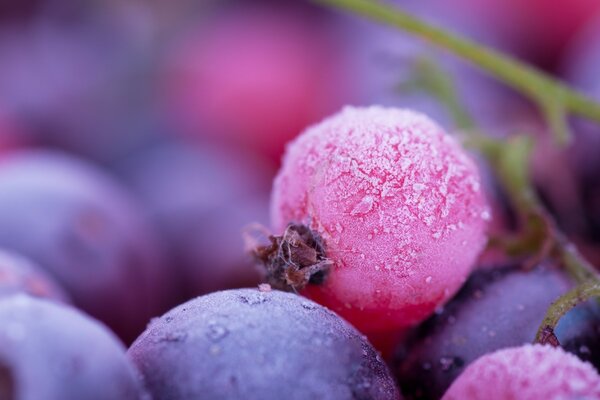 Bayas Rosadas con INI