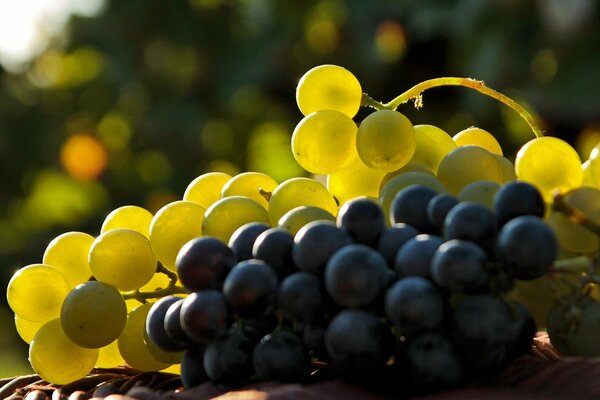 White and black grapes are preparing to become wine