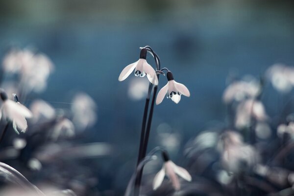 White snowdrops without grass on the sky background