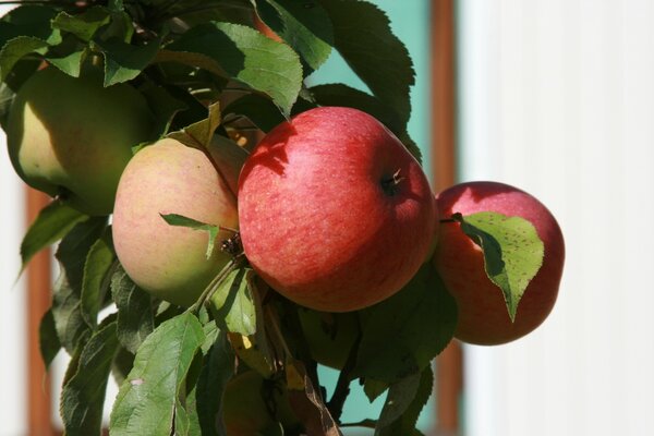 Pommes rouges juteuses sur une branche