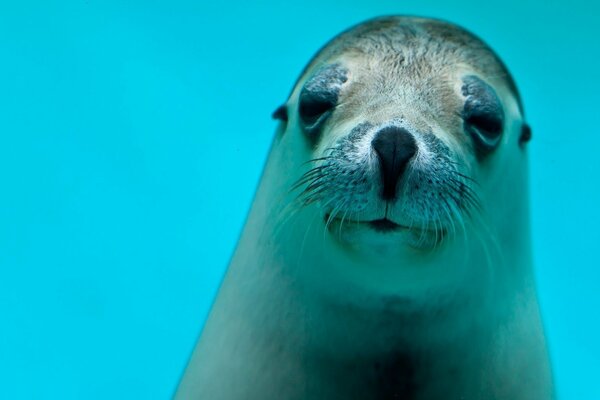 Foca su sfondo blu primo piano