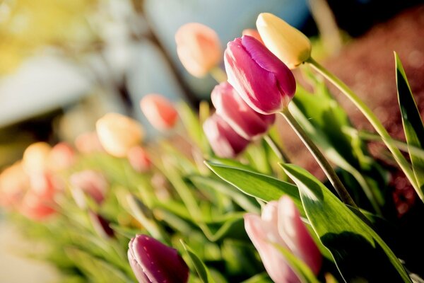 Gelbe Tulpen sind Trennungsboten