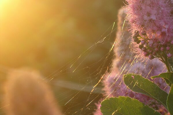 Pink flower with a spider web at sunset
