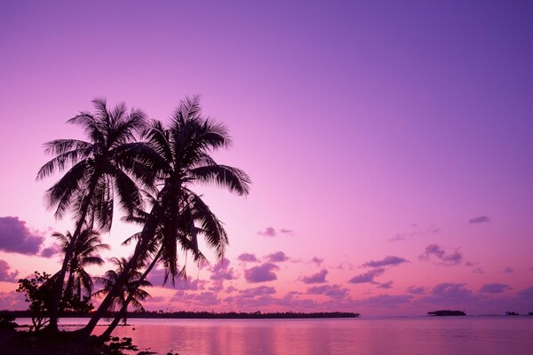 Silueta de palmeras contra el amanecer rosado