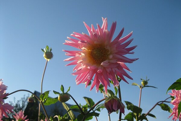 Frottee rosa Dahlien auf einem sauberen Himmelshintergrund