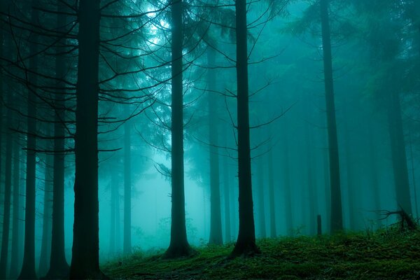 Brume dans la forêt de pins. Nature beauté