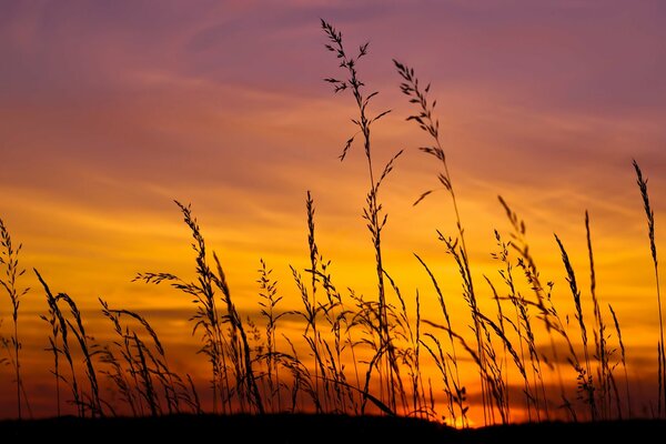 Beautiful sunset on the field