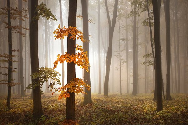 Niebla fascinante en el bosque de otoño