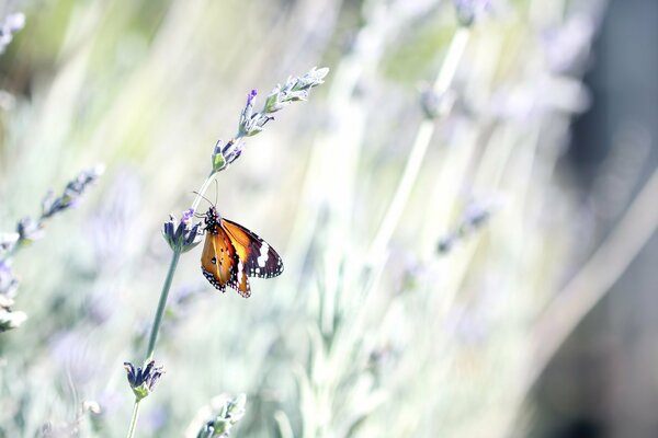 Pomarańczowy motyl zapyla kwiat lawendy