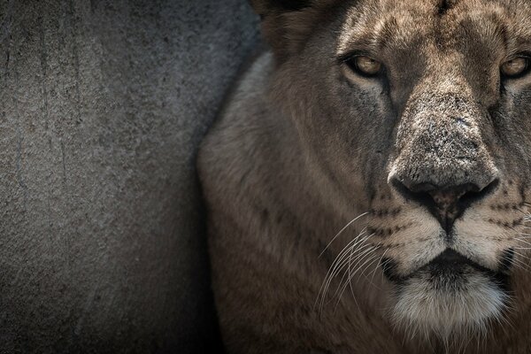 The muzzle of a gray lioness with a wall