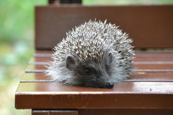 Ein süßer Igel liegt auf einer Bank