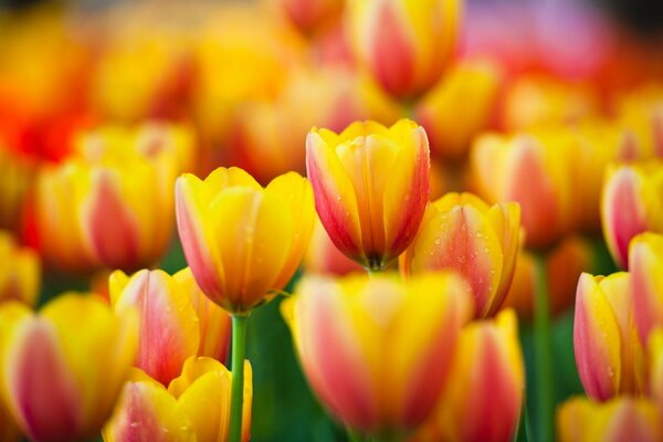 Campo di tulipani rosso giallo