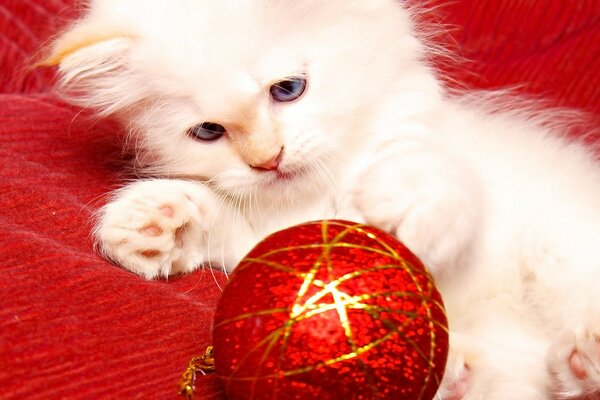 Chaton joue avec un jouet de Noël