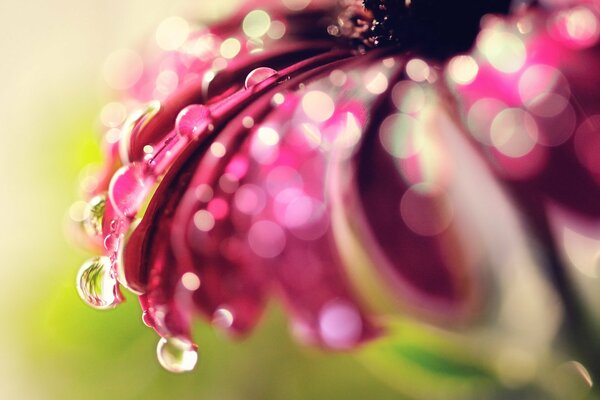 Macro gocce su petali di fiori rosa