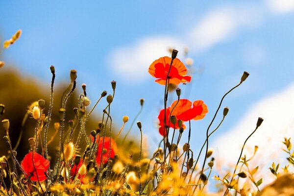 Red poppies against a clear summer sky