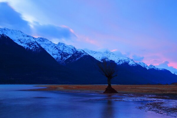 Samotne drzewo nad brzegiem górskiego jeziora