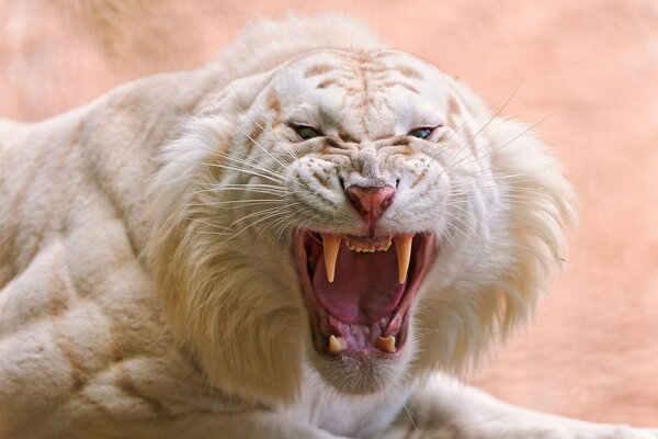 The terrible grin of a white tiger with fangs