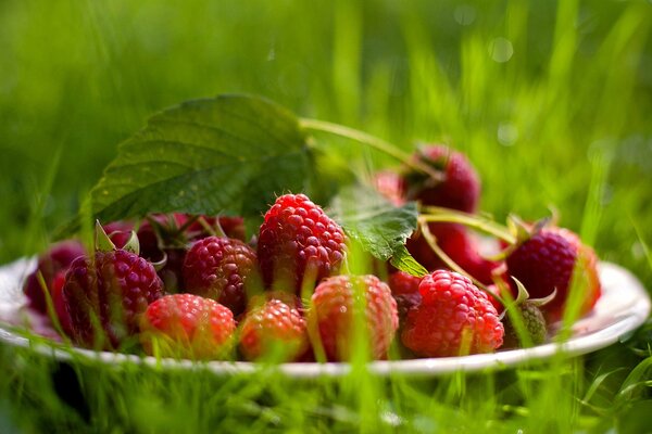 Framboises dans une assiette sur l herbe verte