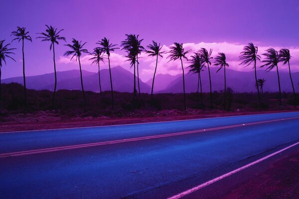 Abend. Die Straße. Sonnenuntergang. Palme