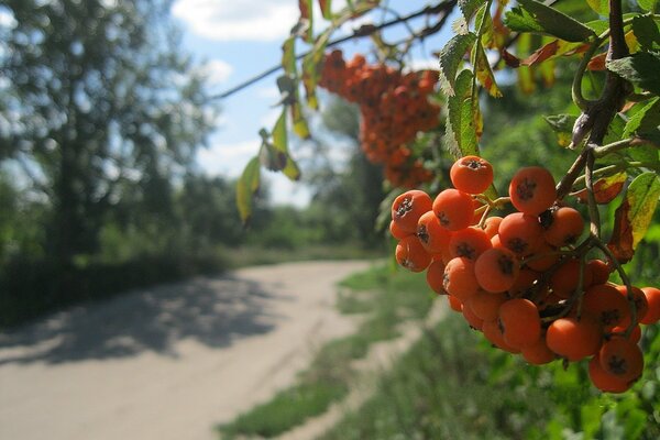 A bunch of mountain ash, like grandma s under the window