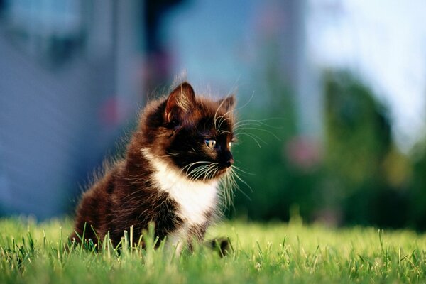 A black and white kitten is sitting on the grass