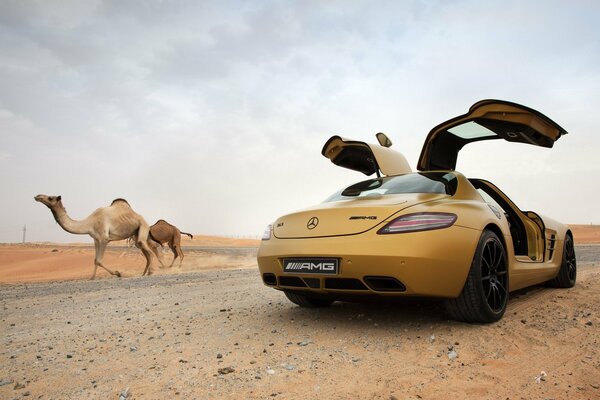 Mercedes Benz AMG in der Wüste mit Kamelen