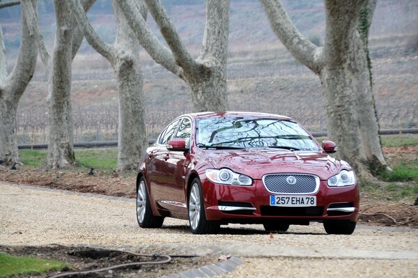 Bild von einem Burgunder-Jaguar-Auto