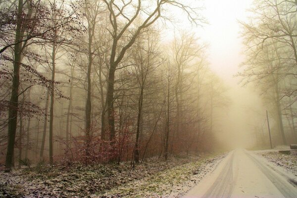 Straße in einem schönen Wald im Morgengrauen