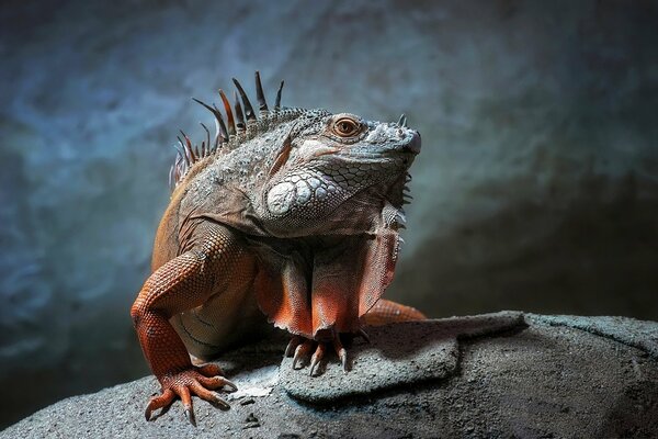 Iguana su sfondo grigio primo piano